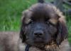 images/T-Wurf/T-Wurf Wo 10/3S8A3109-Bearbeitet.jpg